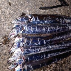 引き釣り 3