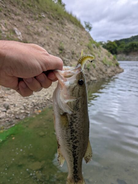 シルバーウィーク朝活短時間釣行
