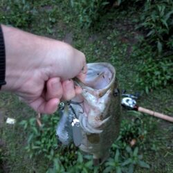 羽物で朝のちょい釣り