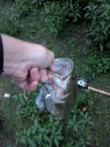 羽物で朝のちょい釣り