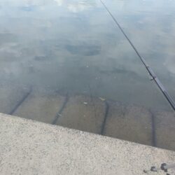 やっぱり鯉釣りになった。