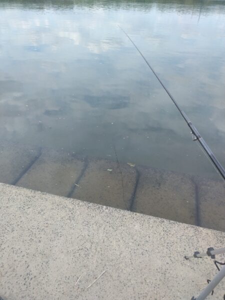 やっぱり鯉釣りになった。