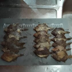 カワハギ釣り