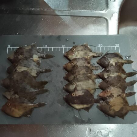 カワハギ釣り