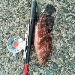 ガシラ穴釣り