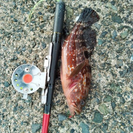ガシラ穴釣り