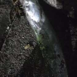 連夜の刀狩り
