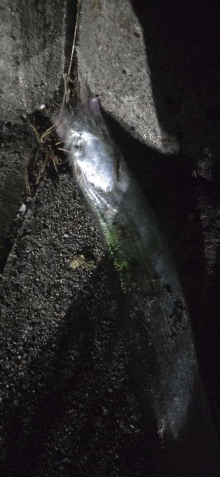 連夜の刀狩り