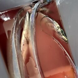太刀魚調査