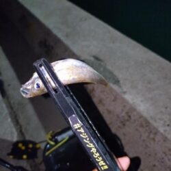 近所で豆アジング