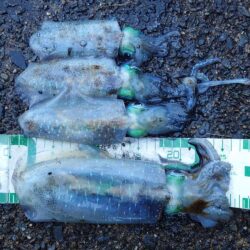 雨でも釣れる17センチ