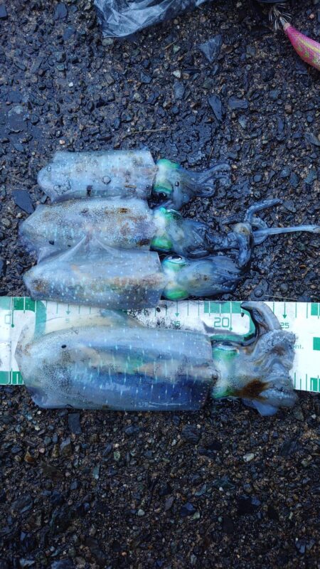 雨でも釣れる17センチ