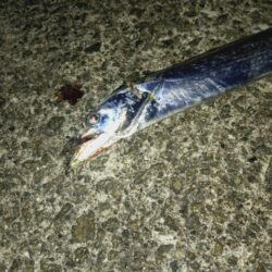 太刀魚狩り🎣