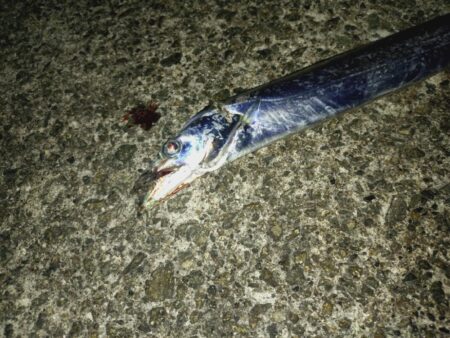 太刀魚狩り🎣