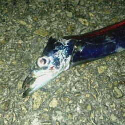 たまには太刀魚テンヤ🎣