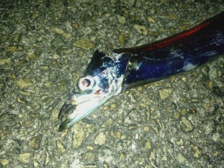 たまには太刀魚テンヤ🎣