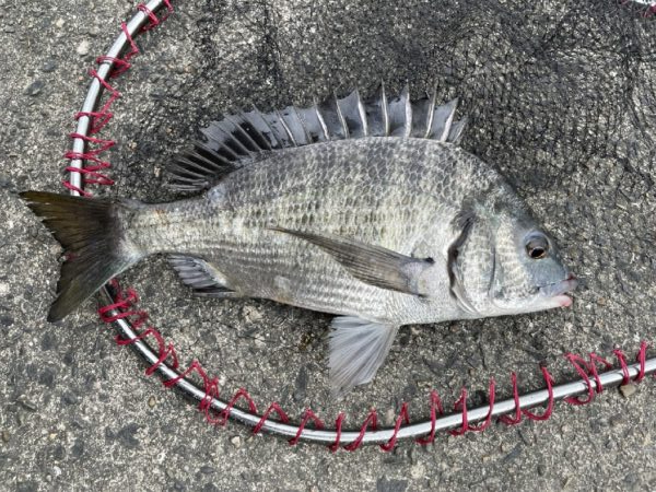 イチノ兄弟、釣果！