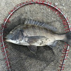 イチノ兄弟、釣果！