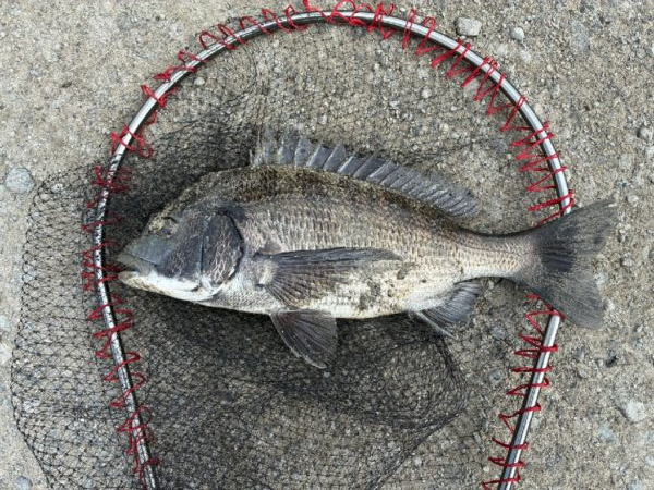 イチノ兄弟、釣果！