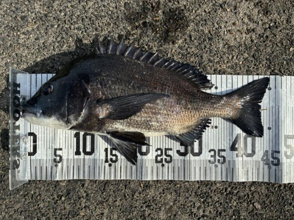 イチノ兄弟、釣果!