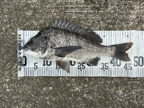 イチノ兄弟、釣果！