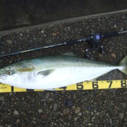 今期初ベイトショアジギ釣行