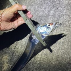 タチウオ釣行