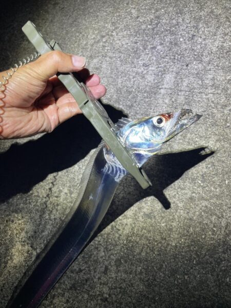 タチウオ釣行
