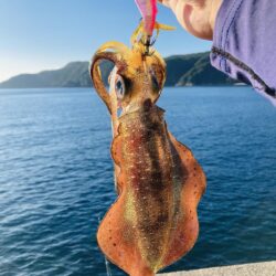 ムラチェ一人勝ち