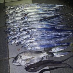 今日もタチウオが入れ食いで楽し過ぎ