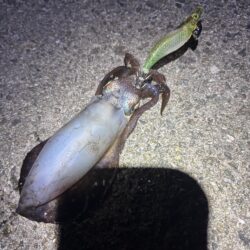 やっぱアナタは綺麗だよ