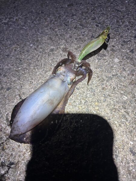 やっぱアナタは綺麗だよ