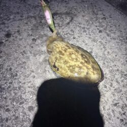 なんとかやれた