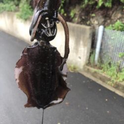 数が伸びずで