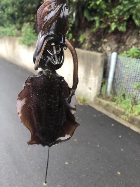 数が伸びずで