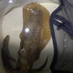 育ちすぎな？新子？
