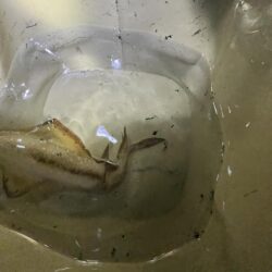 シルバーウィーク明け