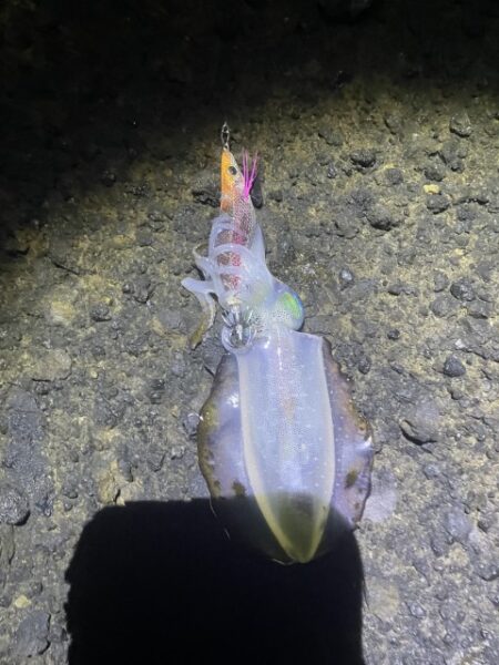 2026 佐渡ヶ島エギング Vol.3【9月4日~5日】