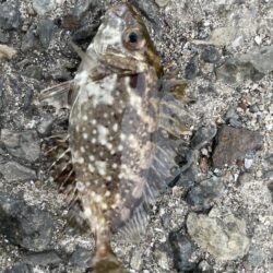 餌用にさびき