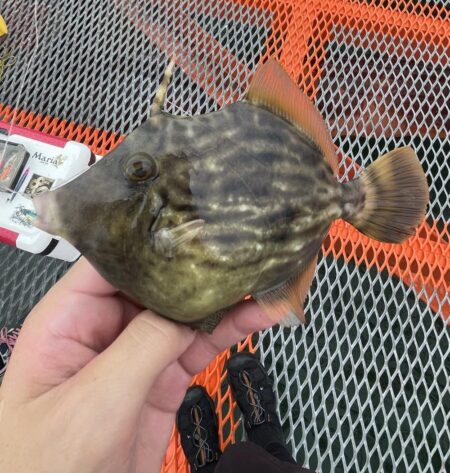 伝家の宝刀