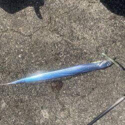 昼太刀魚