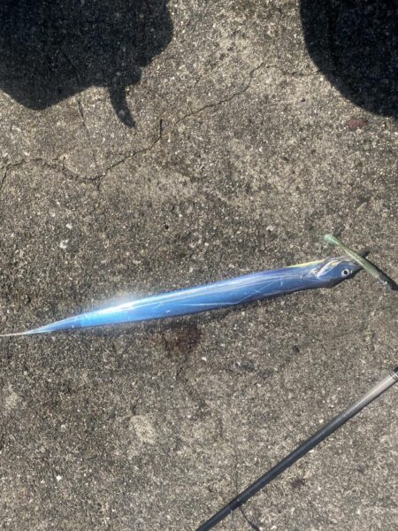 昼太刀魚