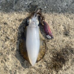 エギ釣り