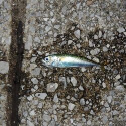 アジ釣り ウリ坊の大群