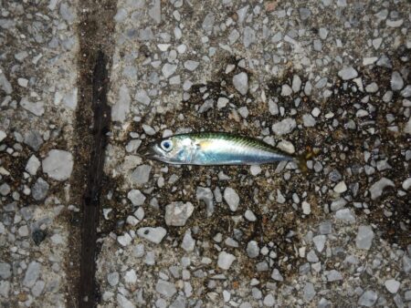 アジ釣り ウリ坊の大群