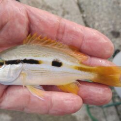 赤灯台で投げ釣り