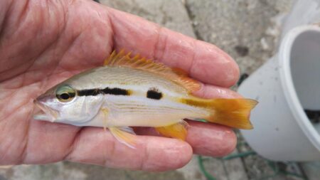 赤灯台で投げ釣り