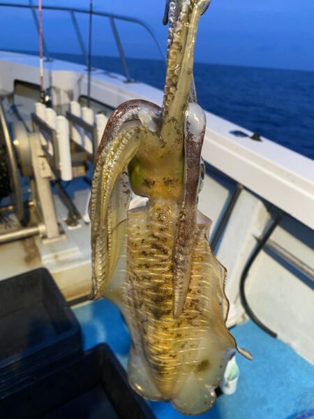 日本海ティップラン