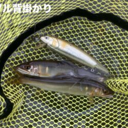 ハイプレッシャー打破!回遊待ちアユイング (北茨城市)