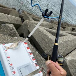 シロギスタ:ヒイラギ祭りからのシロギス21.5cm